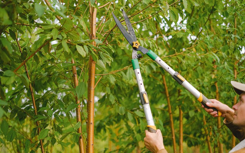 Tree trimming in Hendersonville, NC