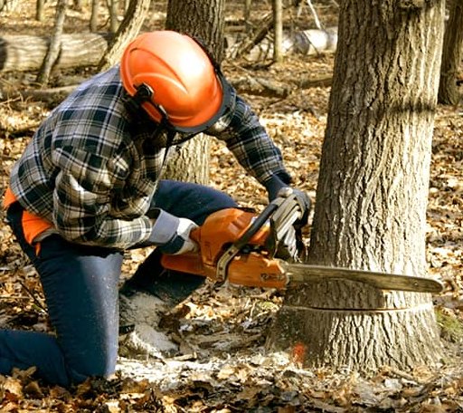 Tree Removal in Hendersonville, NC